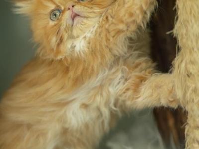 Persian Red Kitten - Persian - Gallery Photo #1