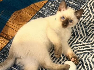 Litter 1 - Siamese - Gallery Photo #1