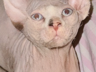 Lyra - Sphynx - Gallery Photo #1