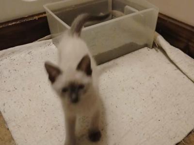 Sheldon - Siamese - Gallery Photo #1
