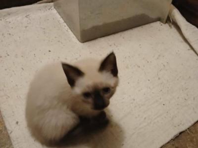 Ms Priss - Siamese - Gallery Photo #1
