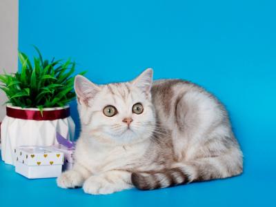 Matt - British Shorthair - Gallery Photo #1
