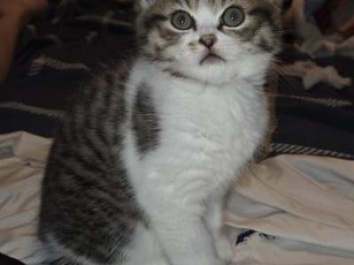 Pizza Ball - Persian - Gallery Photo #1