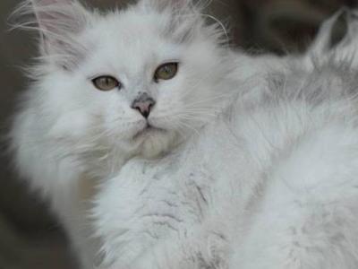 Snuffles - Maine Coon - Gallery Photo #1