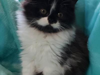 Dexter Bicolor Doll Face Persian - Persian - Gallery Photo #1