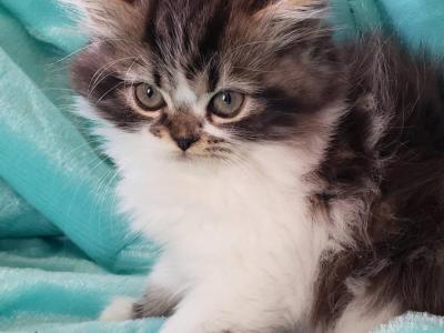 Fendi Bicolor Dollface Persian - Persian - Gallery Photo #1
