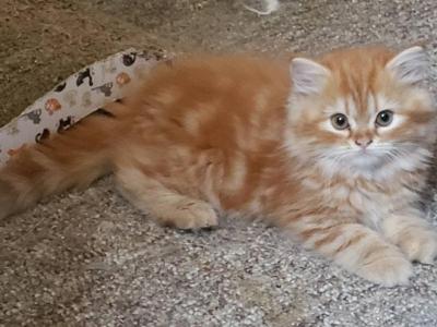 Luther Orange Dollface Tabby Persian - Persian - Gallery Photo #1