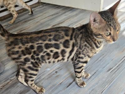 Heidi - Bengal - Gallery Photo #1