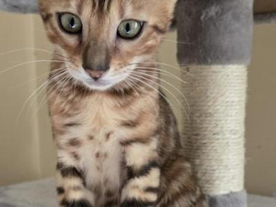 Discounted For 1 Week Tan Boy - Bengal - Gallery Photo #1