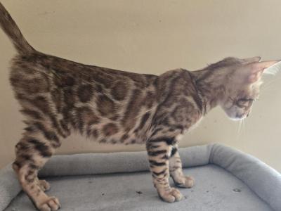Tan Boy - Bengal - Gallery Photo #1