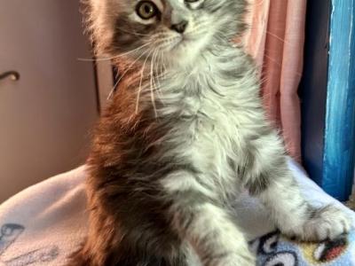 1 Silver Tabby Female Left Available Now - Maine Coon - Gallery Photo #1