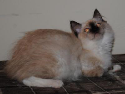 Phoebe - Ragdoll - Gallery Photo #1