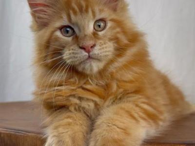 Copper - Maine Coon - Gallery Photo #1