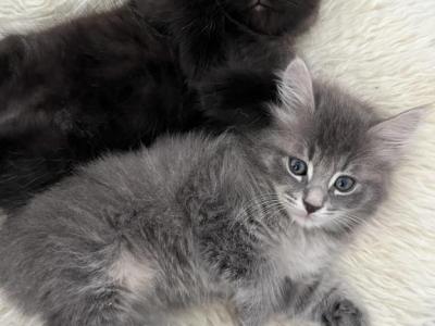American Bobtail Kittens - American Bobtail - Gallery Photo #1
