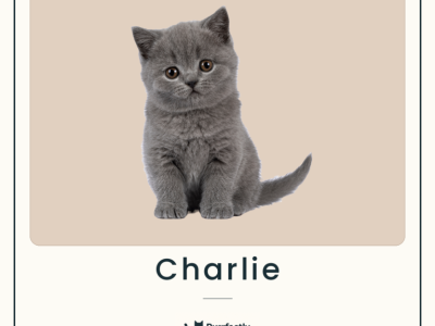 Charlie - British Shorthair - Gallery Photo #1