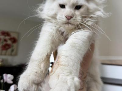 Oscar - Maine Coon - Gallery Photo #1