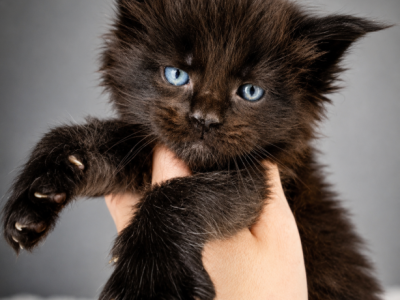 Black Litter Males By Lynxrunecode Com - Maine Coon - Gallery Photo #1