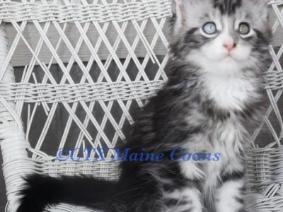 Perceus - Maine Coon - Gallery Photo #1