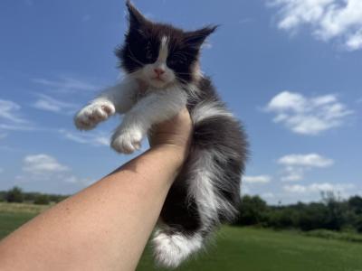 Newton Polydactyl - Maine Coon - Gallery Photo #1