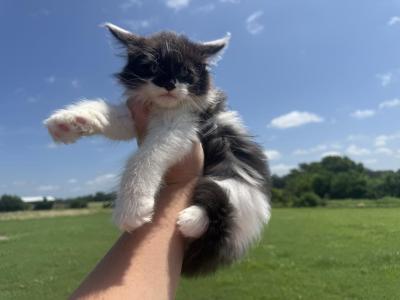 Luther - Maine Coon - Gallery Photo #1