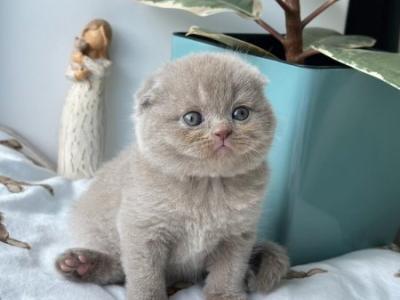 Scottish Nala - Scottish Fold - Gallery Photo #1