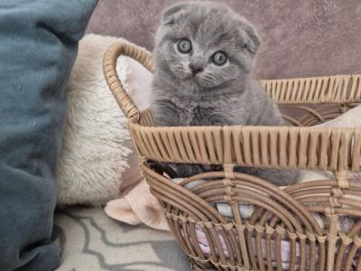 Scottish Oreo - Scottish Fold - Gallery Photo #1
