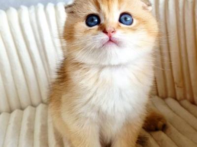 Scottish Onix - Scottish Fold - Gallery Photo #1