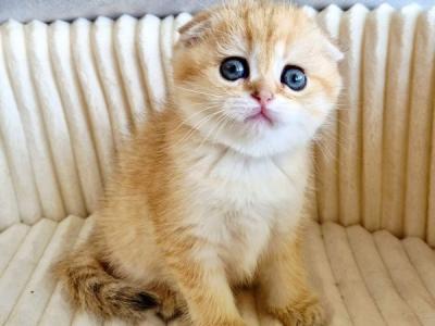 Scottish Olivia - Scottish Fold - Gallery Photo #1