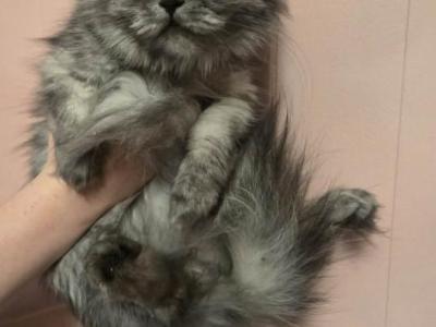 Pebbles - Persian - Gallery Photo #1