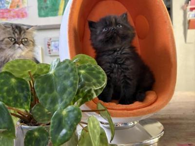 Theodore - Persian - Gallery Photo #1