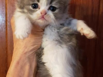 Zoes Babies - Ragdoll - Gallery Photo #1