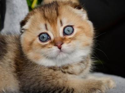 Scottish Dandy - Scottish Fold - Gallery Photo #1