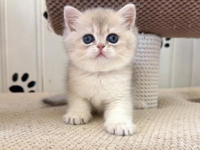 British Caramelka - British Shorthair - Gallery Photo #1