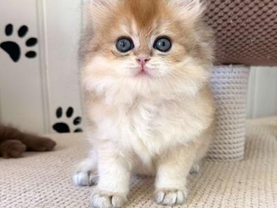 British Cameron - British Shorthair - Gallery Photo #1