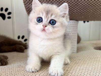 British Cristian - British Shorthair - Gallery Photo #1