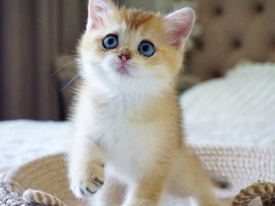 British Grayson - British Shorthair - Gallery Photo #1