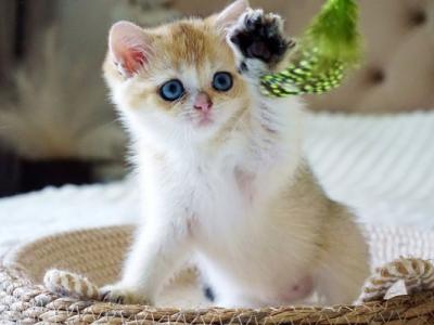 British Gabi - British Shorthair - Gallery Photo #1
