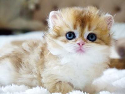 British Joy - British Shorthair - Gallery Photo #1