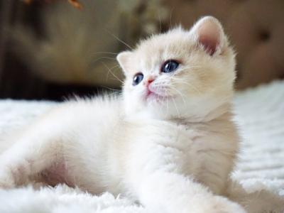 British Jeni - British Shorthair - Gallery Photo #1