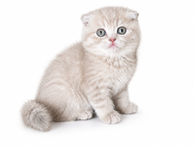 Daisy - Scottish Fold - Gallery Photo #1