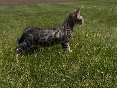 Baby Bengals Ready To Go - Bengal - Gallery Photo #1