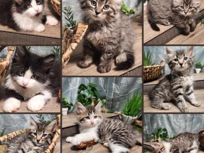 Siberian 8weeks Female And Male - Domestic - Gallery Photo #1