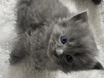 Lucys Adorable Mixed Babies - Russian Blue - Gallery Photo #1