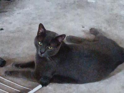Gus - Russian Blue - Gallery Photo #1