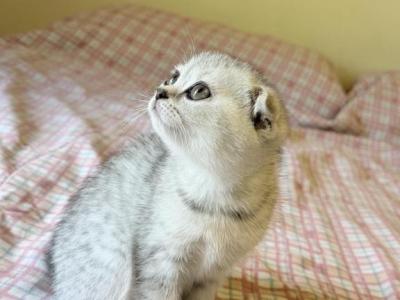 Penelope - Scottish Fold - Gallery Photo #1