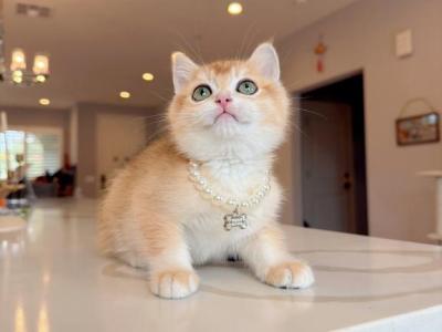 Honeycomb - British Shorthair - Gallery Photo #1