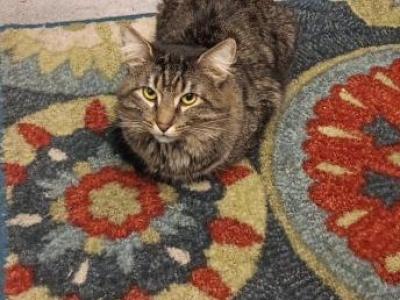 Little Man - Maine Coon - Gallery Photo #1