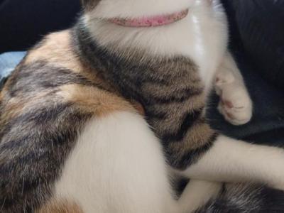Coco - Domestic - Gallery Photo #1