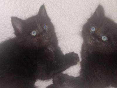 Black - Maine Coon - Gallery Photo #1