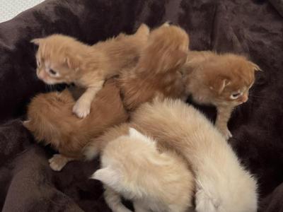 Polydactyl Kittens - Maine Coon - Gallery Photo #1